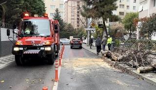 Kadık&ouml;y&rsquo;de yola devrilen ağa&ccedil; paniğe neden oldu