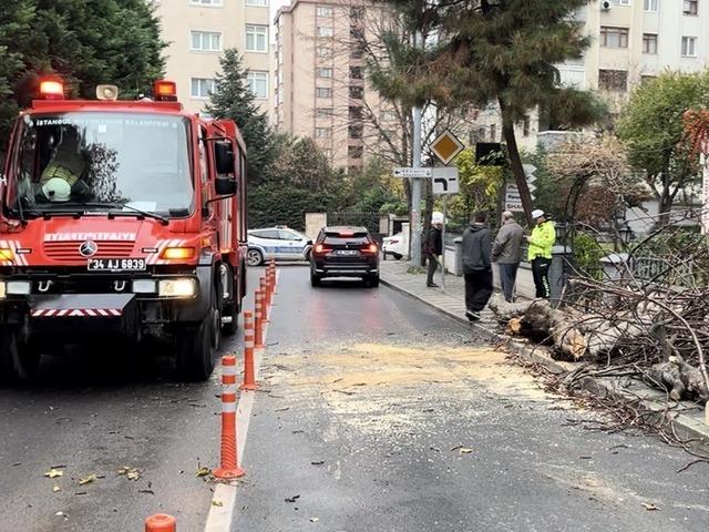 Kadık&ouml;y&rsquo;de yola devrilen ağa&ccedil; paniğe neden oldu