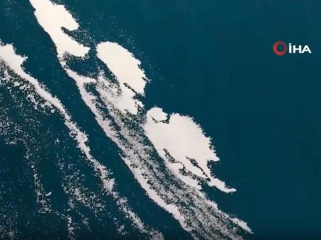 Van G&ouml;l&uuml; k&ouml;p&uuml;klendi! Nedeni ise merak edildi