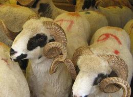 Kurban derileri ile ilgili flaş karar!