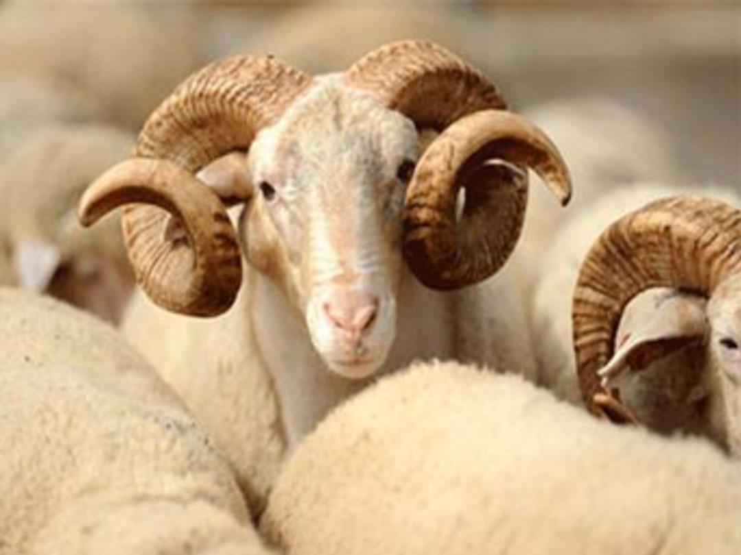 Marketler Kurban Bayramı'nda iş başında!