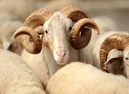 Bu Kurban Bayramı'nda ithal hayvan yok