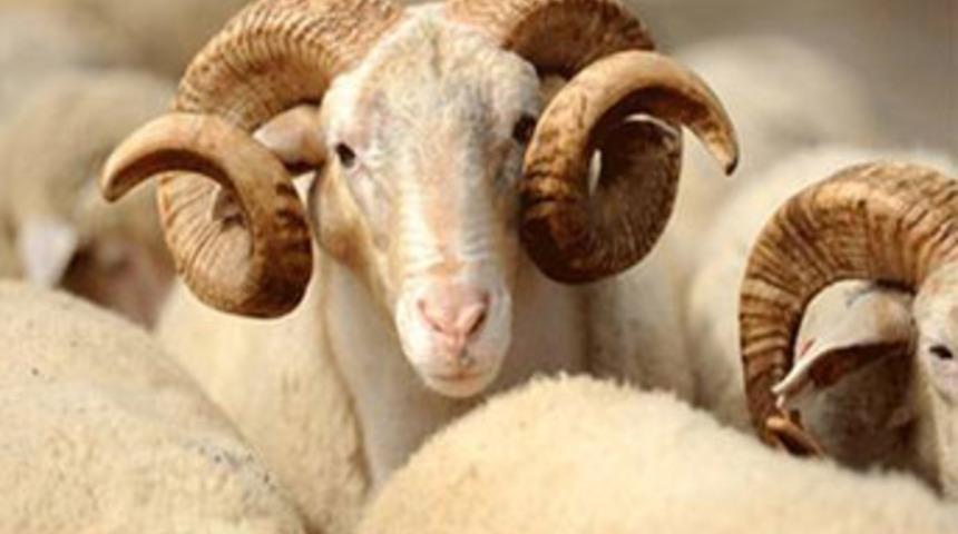 Bu ay onlar bize Kasım'da biz onlara kurban!