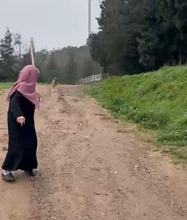 Derince&rsquo;de başıboş k&ouml;pek tepkisi: "30&rsquo;a yakın k&ouml;pek bir arada dolaşıyor" 2