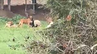 Derince’de başıboş köpek tepkisi: 30’a yakın köpek bir arada dolaşıyor