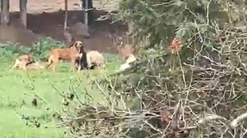 Derince&rsquo;de başıboş k&ouml;pek tepkisi: "30&rsquo;a yakın k&ouml;pek bir arada dolaşıyor"