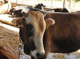 Kurbanlık fiyatları el yakıyor!