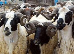 Ekonomiye 'kurban' dopingi