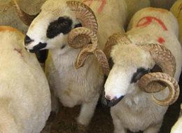 Kurban öncesi kaçak hayvan uyarısı