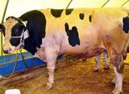 Samsunlu "Kabadayı"ya "Şampiyon" rakip