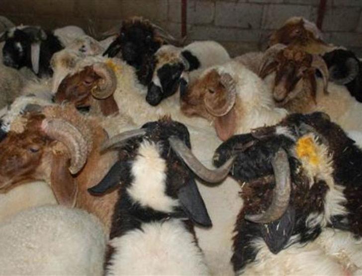 Marketler Kurban Bayramı'nda iş başında! G1