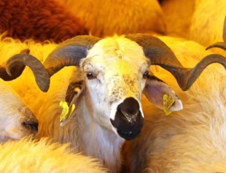 Marketler Kurban Bayramı'nda iş başında! G5