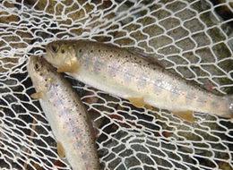 Bu balığın tanesi 100 lira