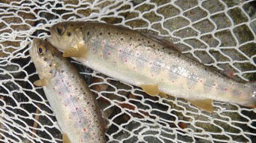 Bu balığın tanesi 100 lira