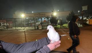 Tahliyeler başladı: Beyaz g&uuml;vercin u&ccedil;urdular