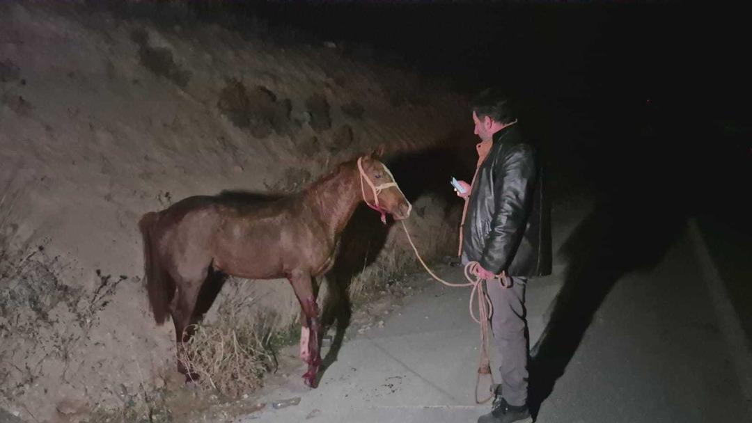 Yer: Malatya! Milyonluk yarış tayları &ccedil;iftlikten ka&ccedil;tı: Ekipler seferber oldu 4