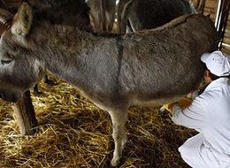 Bu Sütün Litresi 60 Lira