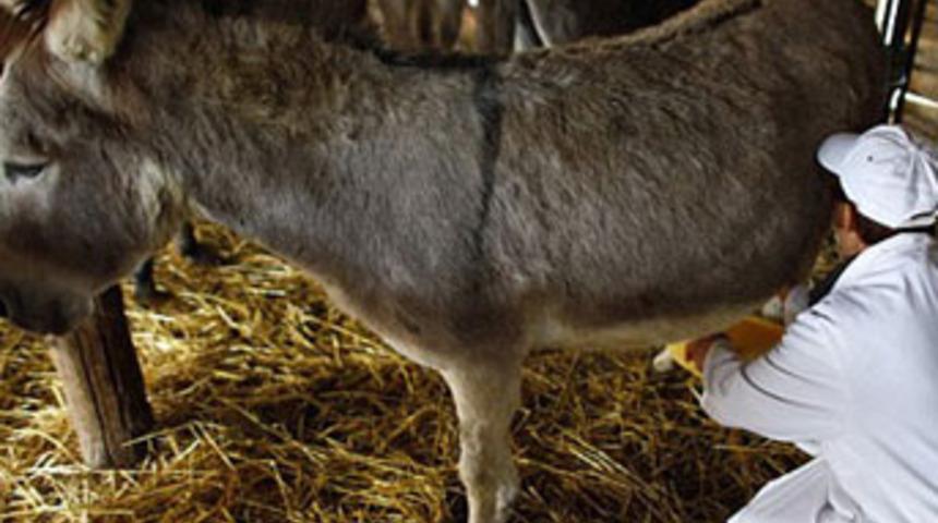 Bu Sütün Litresi 60 Lira