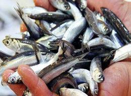 Hamsinin fiyatı altınla yarışıyor!