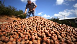 T&uuml;rk fındığı Hindistan'da t&uuml;keticilerle buluşturuldu