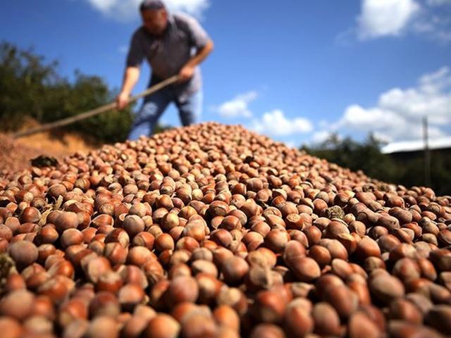 T&uuml;rk fındığı Hindistan'da t&uuml;keticilerle buluşturuldu