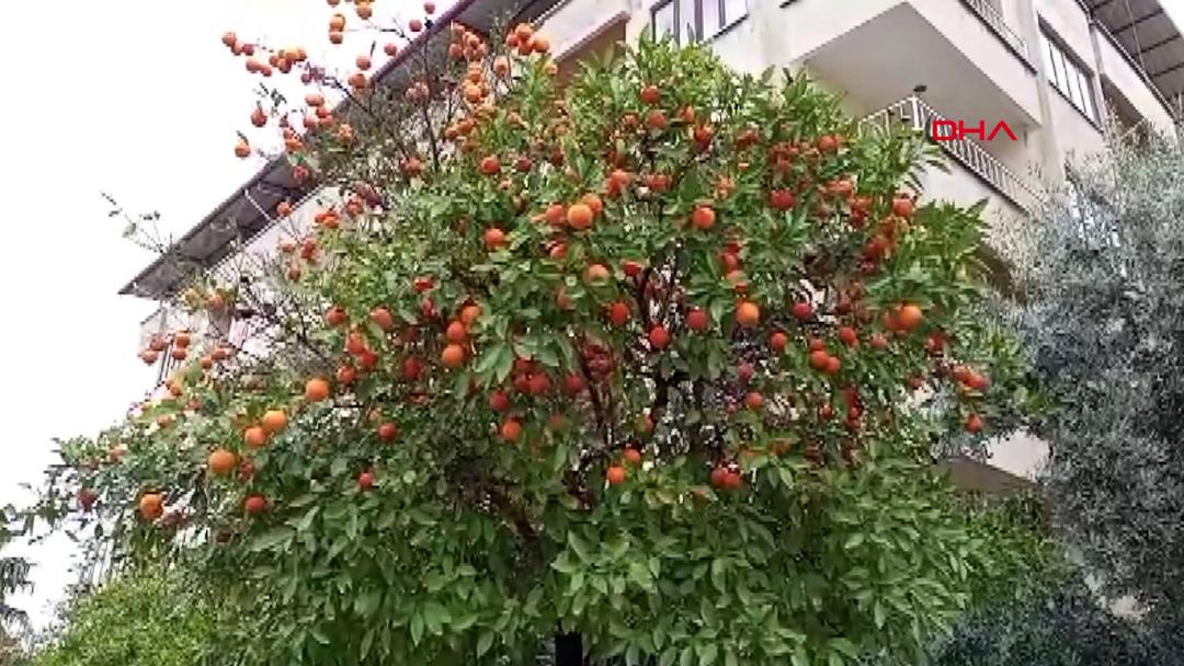Sokaklardaki turun&ccedil;lar &ouml;ğrencilere burs oluyor 8