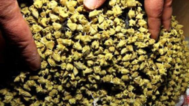 Kilosu altın değerinde