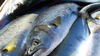 Fiyatı 10 kat arttı