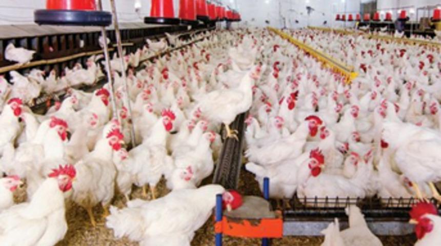 Kümesten 8 kat KDV çıktı!