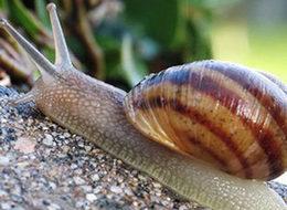 Kabuğu bile milyonlarca avro kazandırıyor