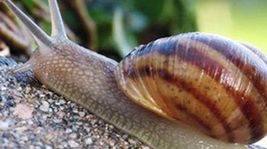 Kabuğu bile milyonlarca avro kazandırıyor