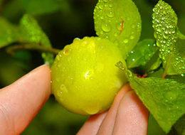 Fiyatı altınla yarışıyor