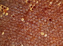 Otomobil fiyatına bal