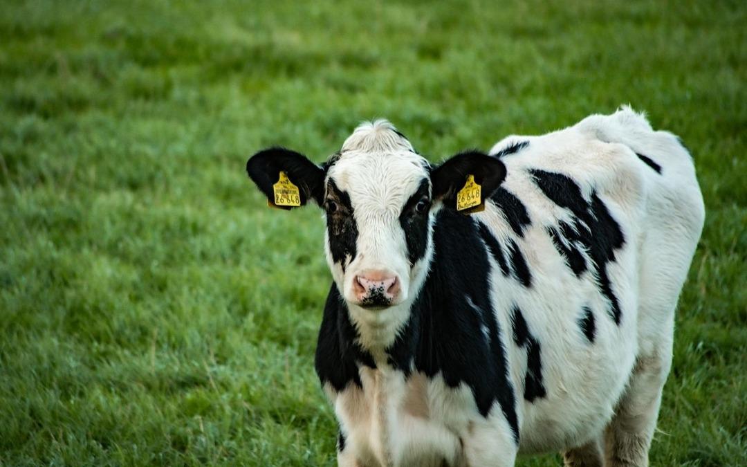 Kırmızı et fiyatları T&uuml;rkiye de neden rekor kırıyor? 4