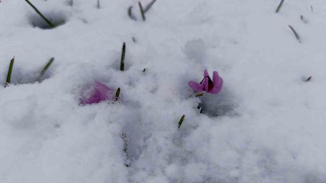 Boztepe beyaz gelinliğini giydi 4