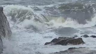 Zonguldak'ta kuvvetli rüzgar; 90 yaşındaki çınar ağacı devrildi