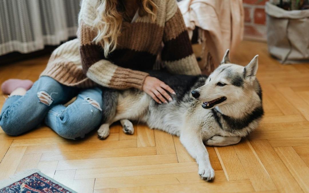 Hayvan sahiplerine son 4 g&uuml;n! 8 bin lirayı aşkın mikro&ccedil;ip cezası gelebilir 3