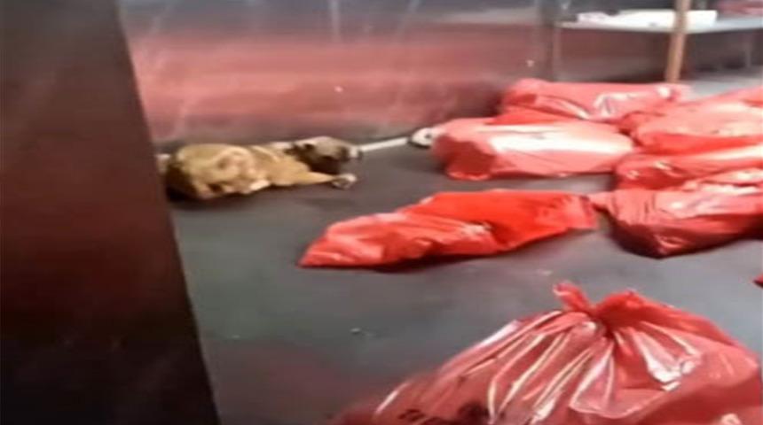 G&ouml;r&uuml;nt&uuml;ler infial yaratmıştı! Ankara B&uuml;y&uuml;kşehir Belediyesi'nden 'barınak' a&ccedil;ıklaması