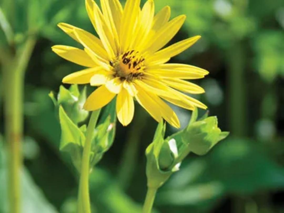 Toprakta saklı servet: Gramı altını sollayan, varlığı efsane olan 3 bitki 2