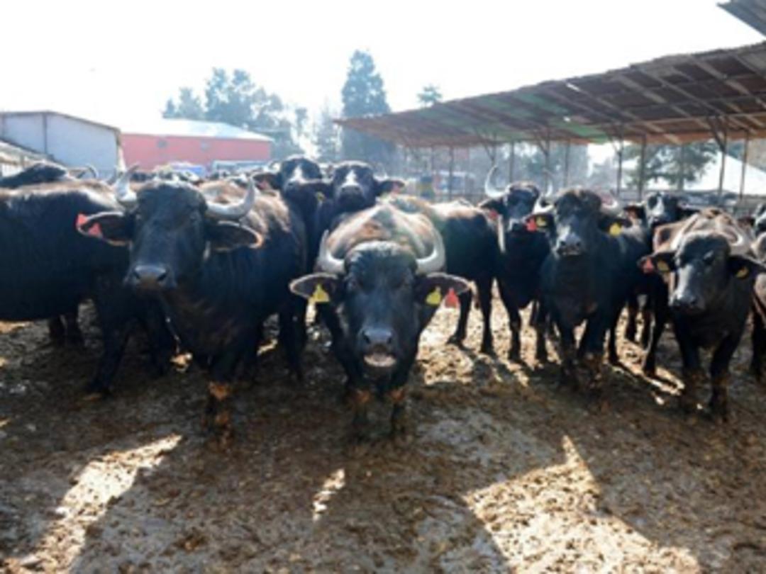 Altın &ccedil;ağını yaşıyor ama durum &ccedil;ok k&ouml;t&uuml;