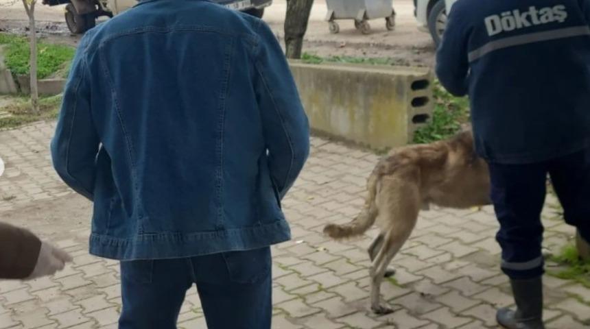 Bilecik&rsquo;te evcil hayvanlar kayıt altına alınıyor