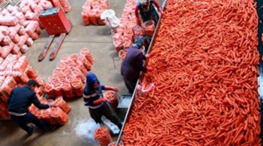 Türkiye'nin havucunu bu mahalle üretiyor