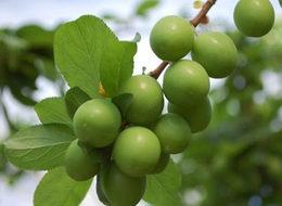 Kilosu 100 liradan 8 liraya düştü