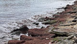 Tekirdağ'da sahilin bir kısmında kırmızı yosun birikti