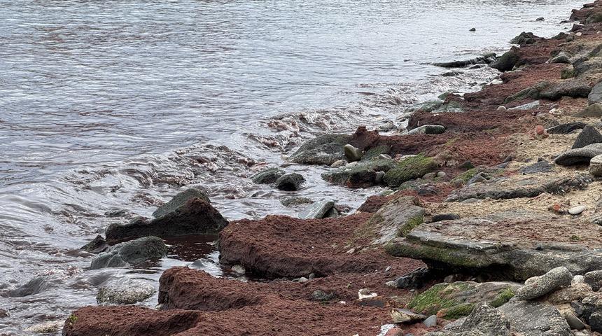 Tekirdağ'da sahilin bir kısmında kırmızı yosun birikti