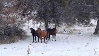 Beypazarı’nda yılkı atları kartpostallık görüntüler oluşturdu