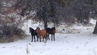 Beypazarı&rsquo;nda yılkı atları kartpostallık g&ouml;r&uuml;nt&uuml;ler oluşturdu