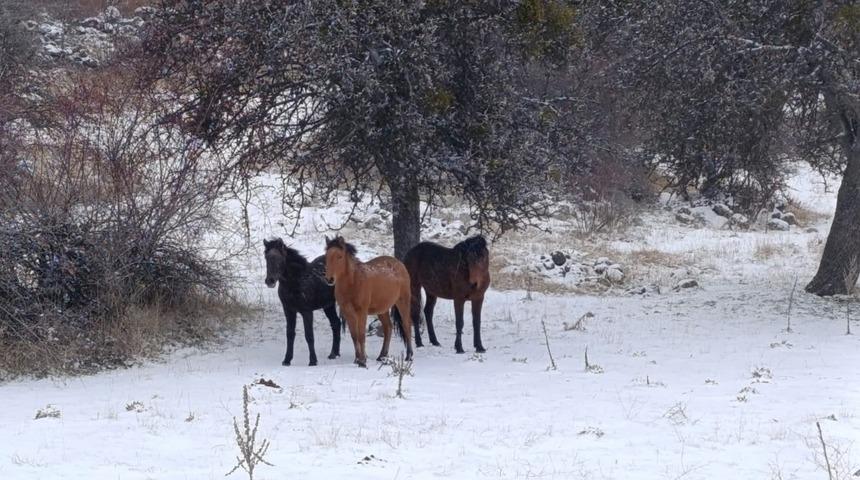 Beypazarı&rsquo;nda yılkı atları kartpostallık g&ouml;r&uuml;nt&uuml;ler oluşturdu