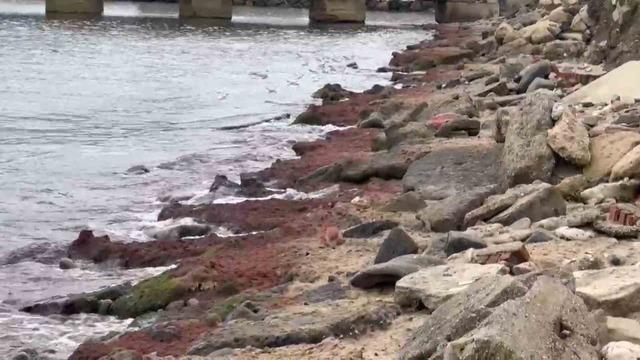 Tekirdağ&rsquo;da kuvvetli r&uuml;zgar sahili kırmızı yosunla kapladı 1