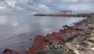 Tekirdağ&rsquo;da kuvvetli r&uuml;zgar sahili kırmızı yosunla kapladı